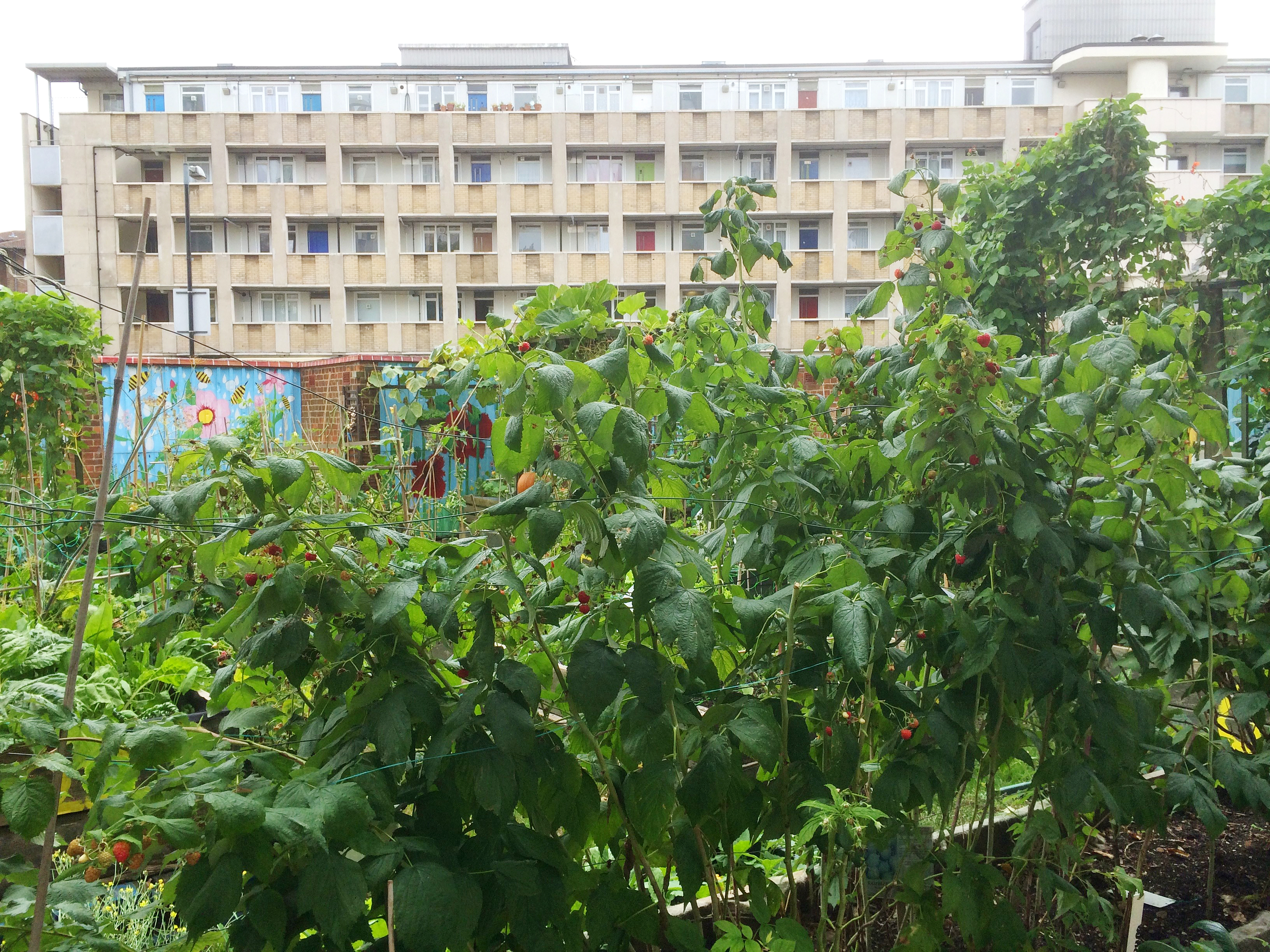 cranbrook-community-garden